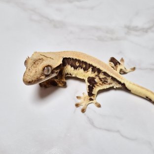 Lilly 100% Het Axanthic