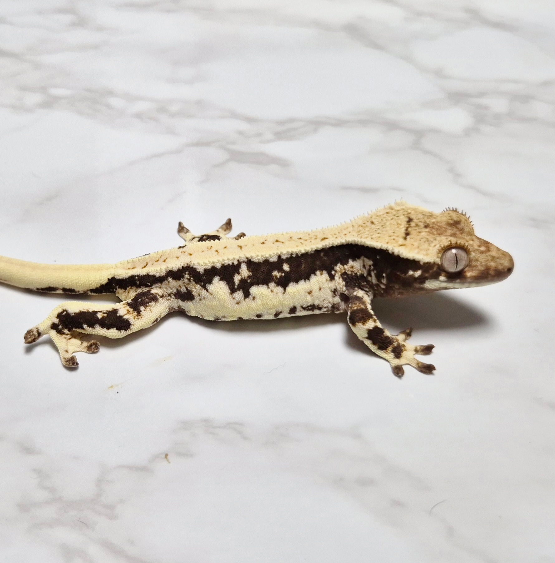 Lilly 100% Het Axanthic