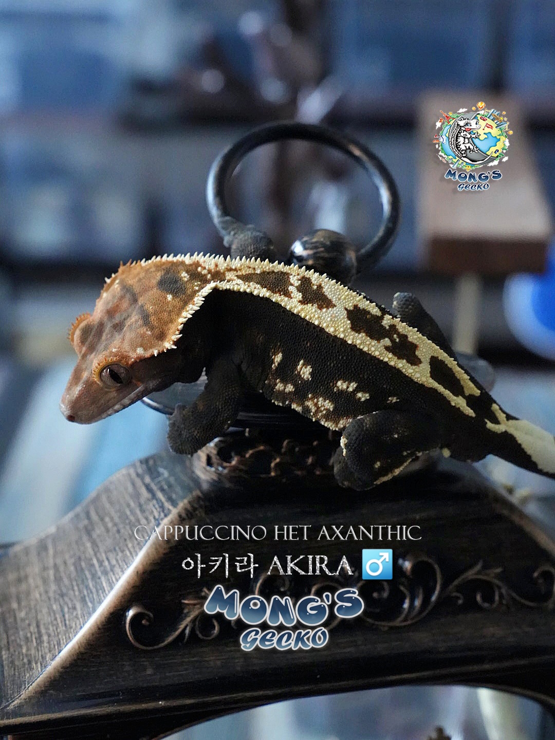 Cappuccino 100% Het Axanthic