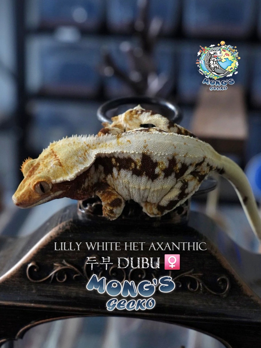 Lilly 100% Het Axanthic