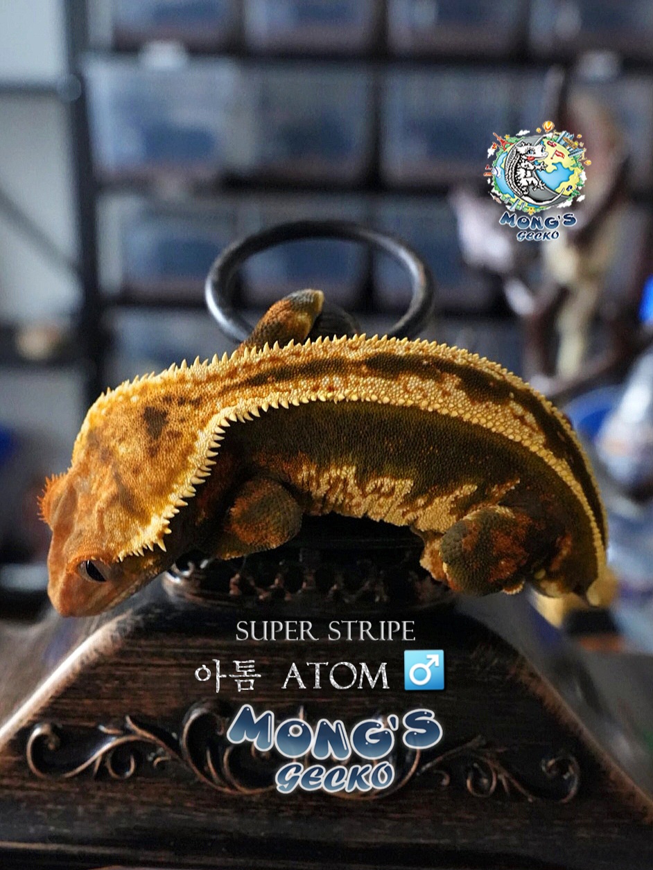 Empty Back Super Stripe