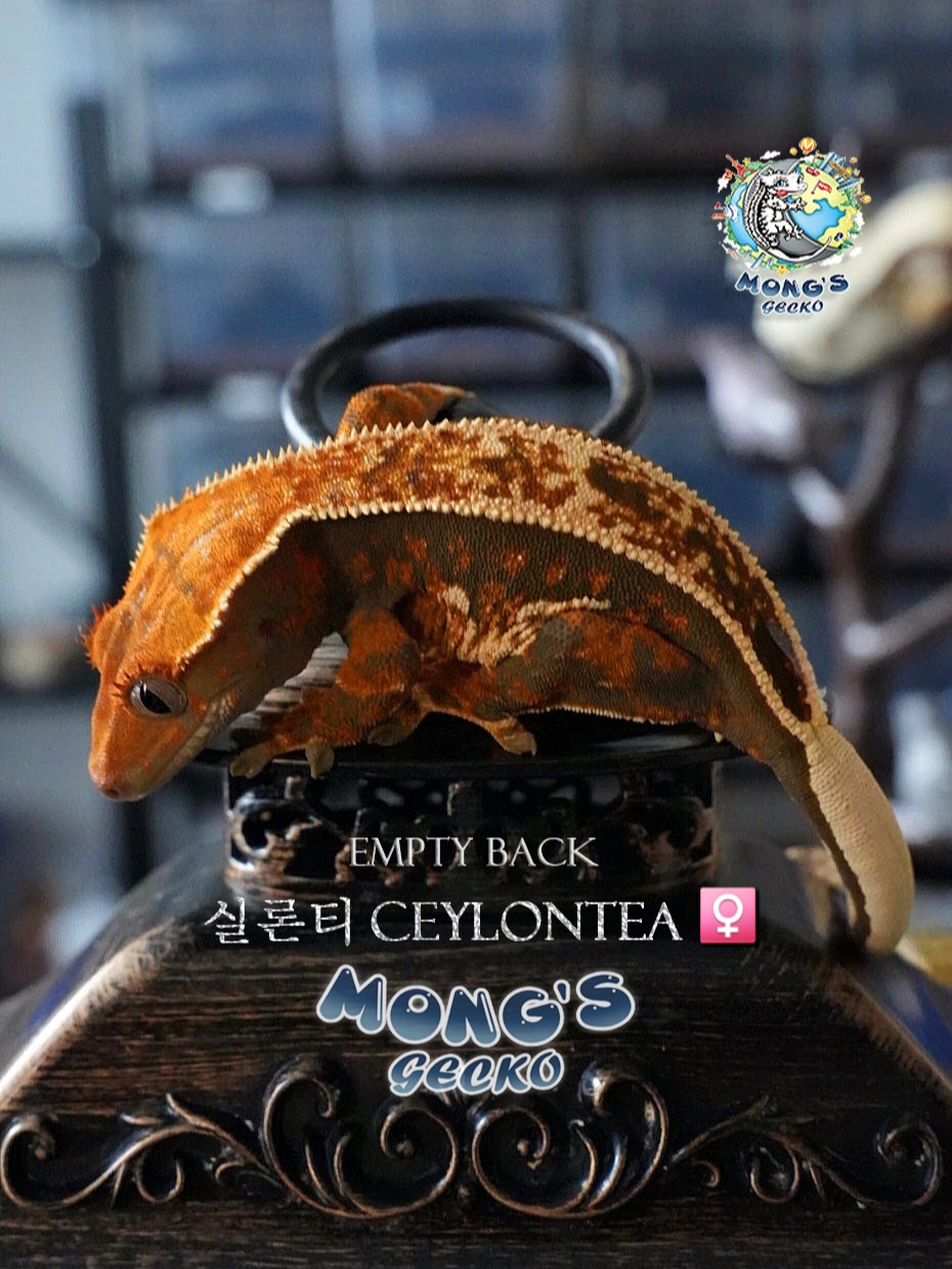 Normal Empty Back Full Pinstripe