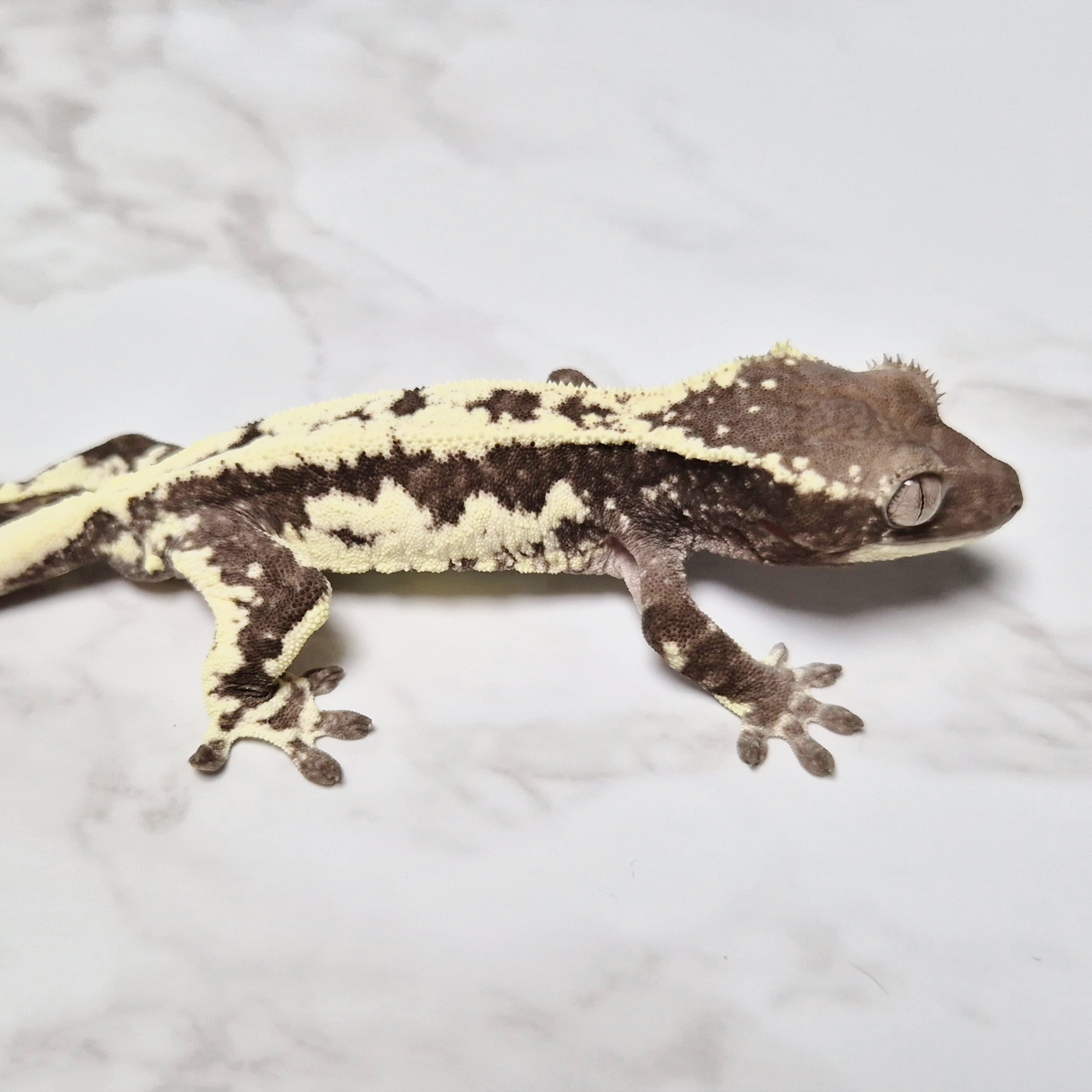 Axanthic Lilly Axanthic Frappuccino