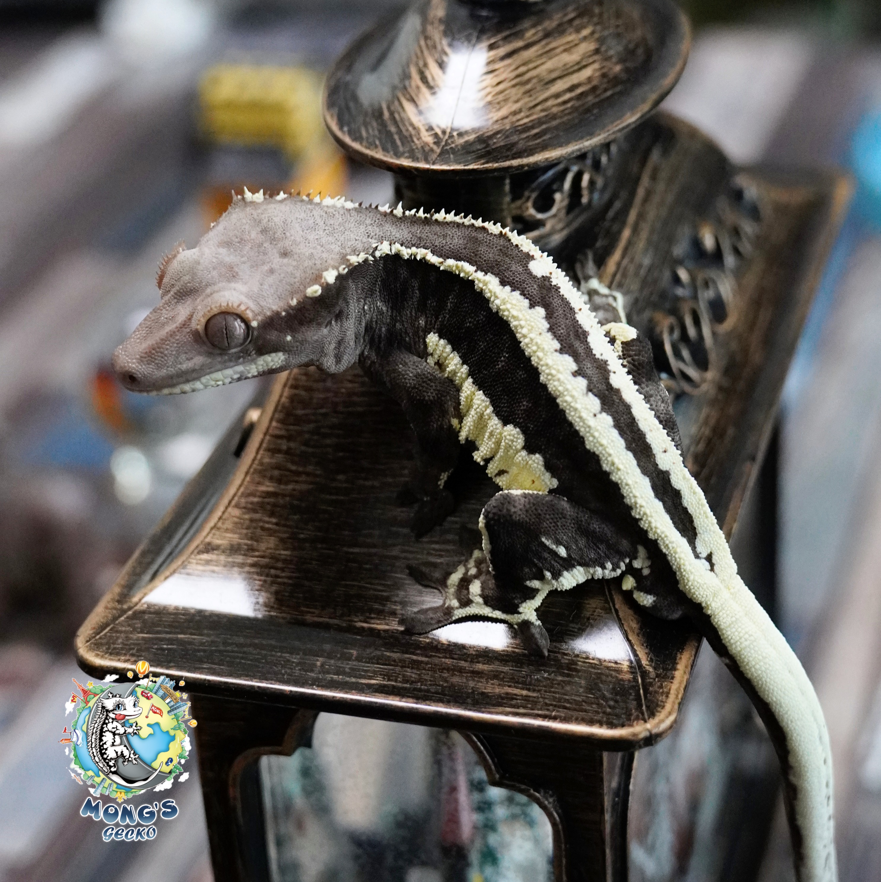 Frappuccino 100% Het Axanthic