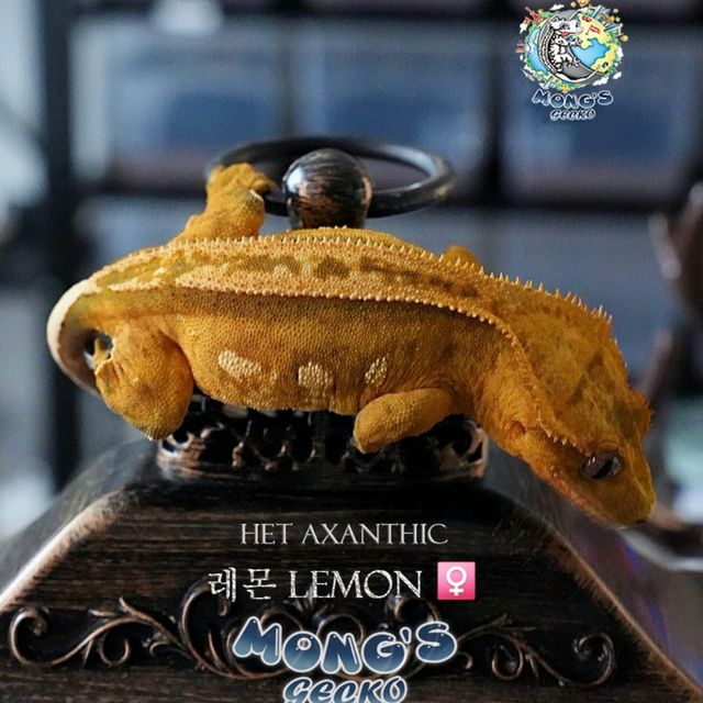 Super Stripe Empty Back 100% Het Axanthic