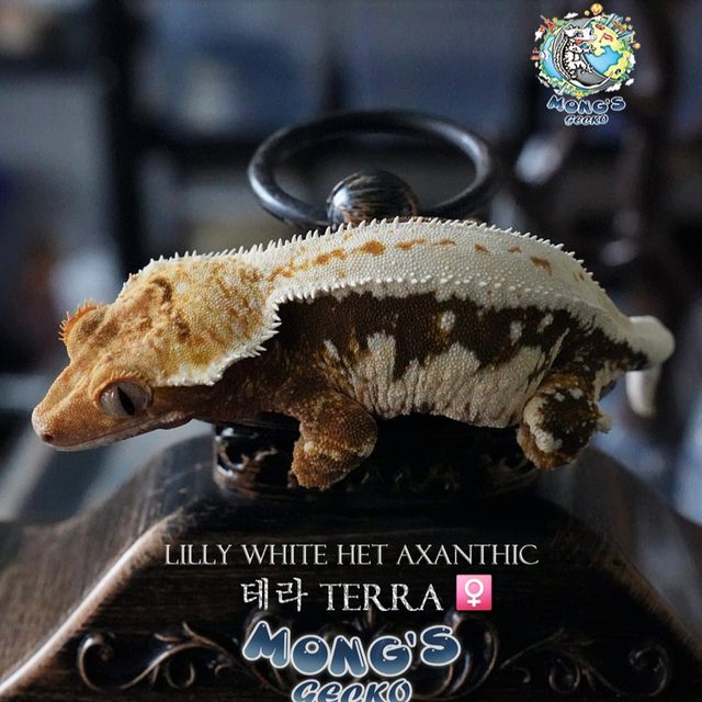 Lilly 100% Het Axanthic