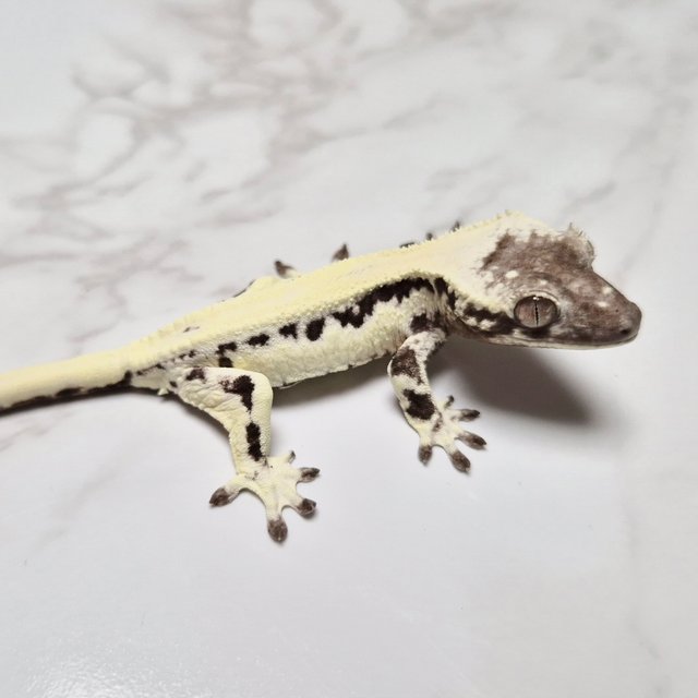 Sable LW Sable Lilly Axanthic Axanthic