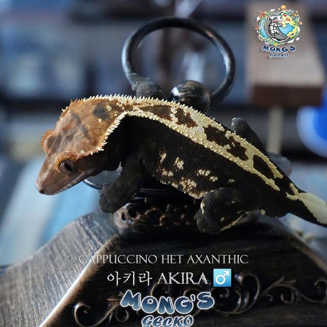 Cappuccino 100% Het Axanthic