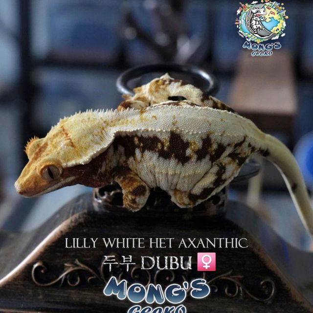 Lilly 100% Het Axanthic