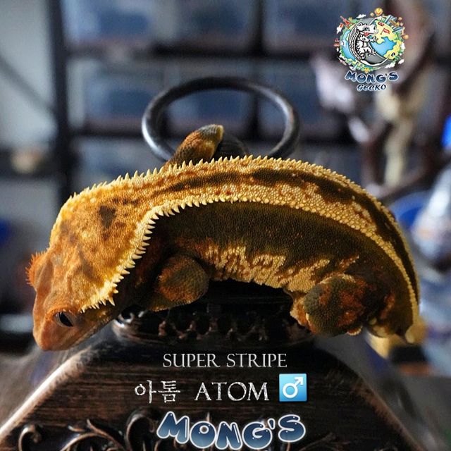 Empty Back Super Stripe