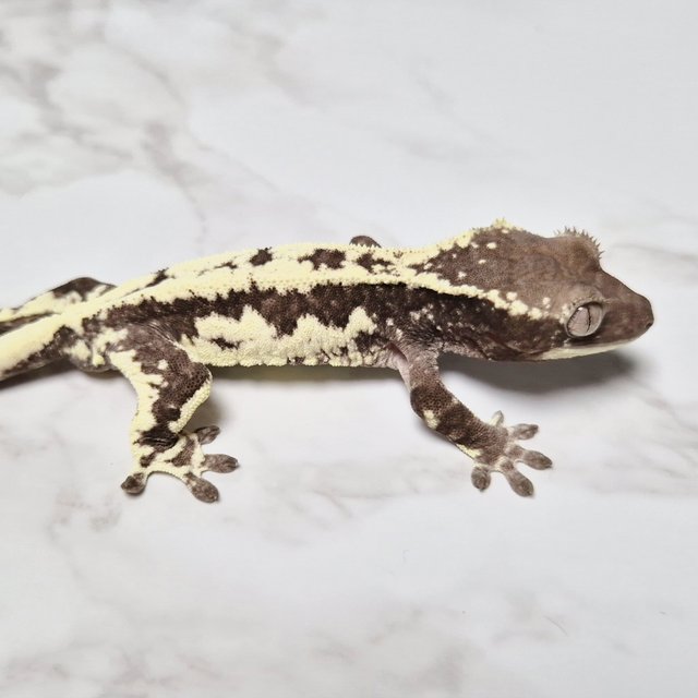 Axanthic Lilly Axanthic Frappuccino