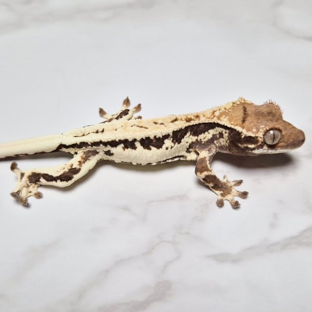 100% Het Axanthic Frappuccino Lilly 100% Het Axanthic