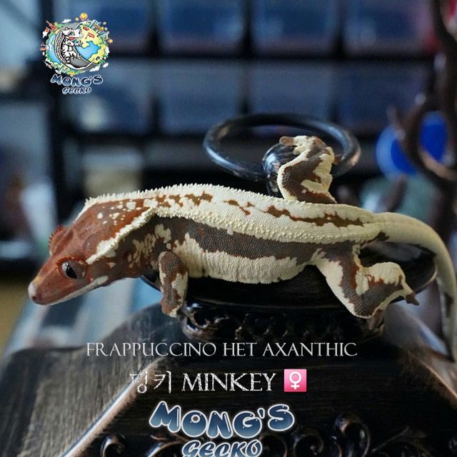 Frappuccino 100% Het Axanthic