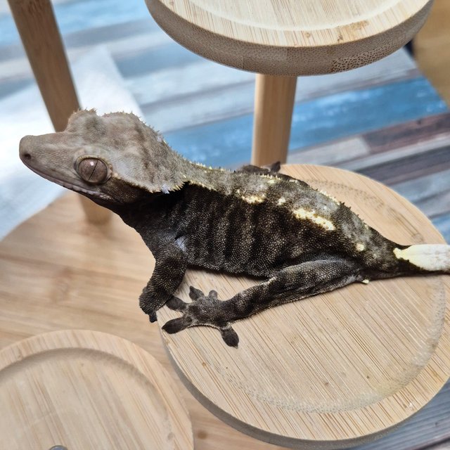 Cappuccino 100% Het Axanthic