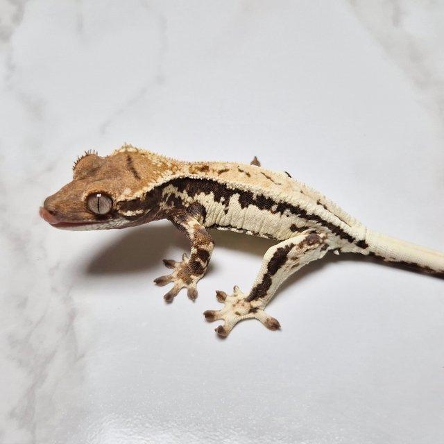 100% Het Axanthic Frappuccino Lilly 100% Het Axanthic