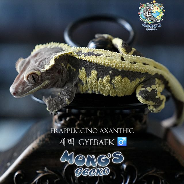 Frappuccino Axanthic