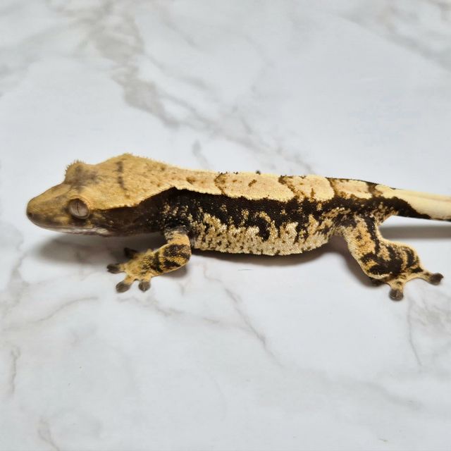 Extreme Harlequin Tri