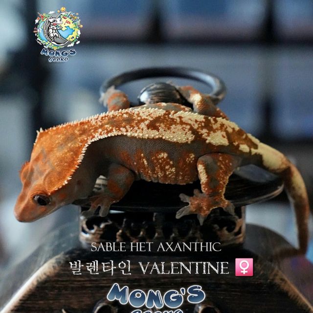 Sable 100% Het Axanthic