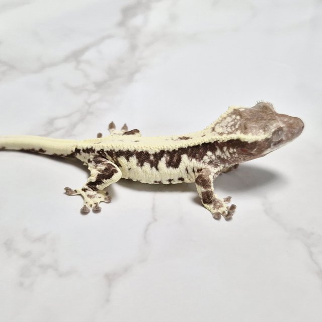 Axanthic Frappuccino Lilly Axanthic