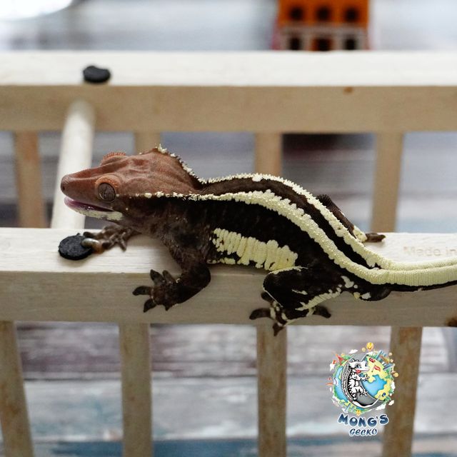 Frappuccino 100% Het Axanthic