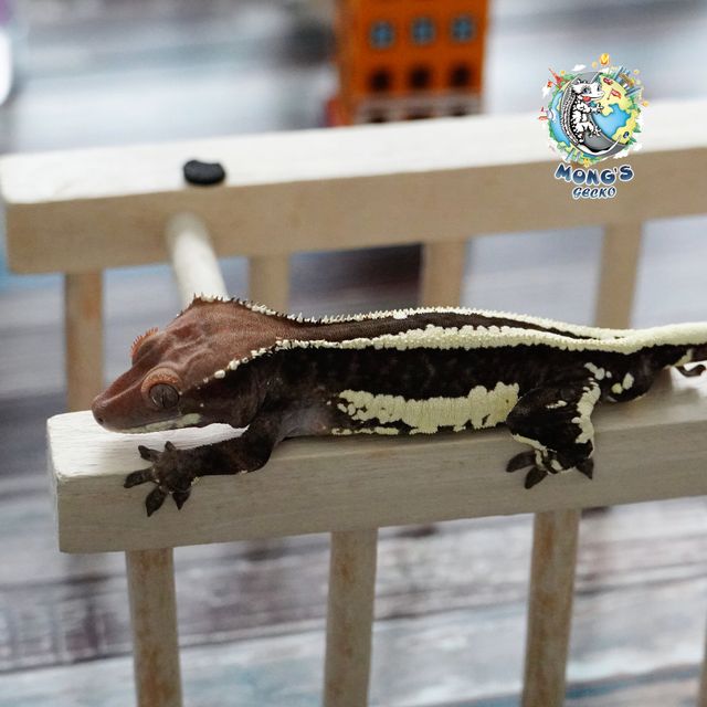 Frappuccino 100% Het Axanthic