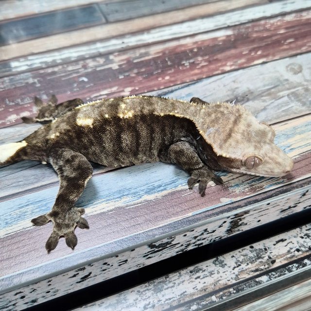 Cappuccino 100% Het Axanthic