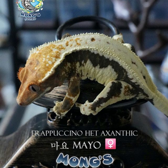 Frappuccino 100% Het Axanthic