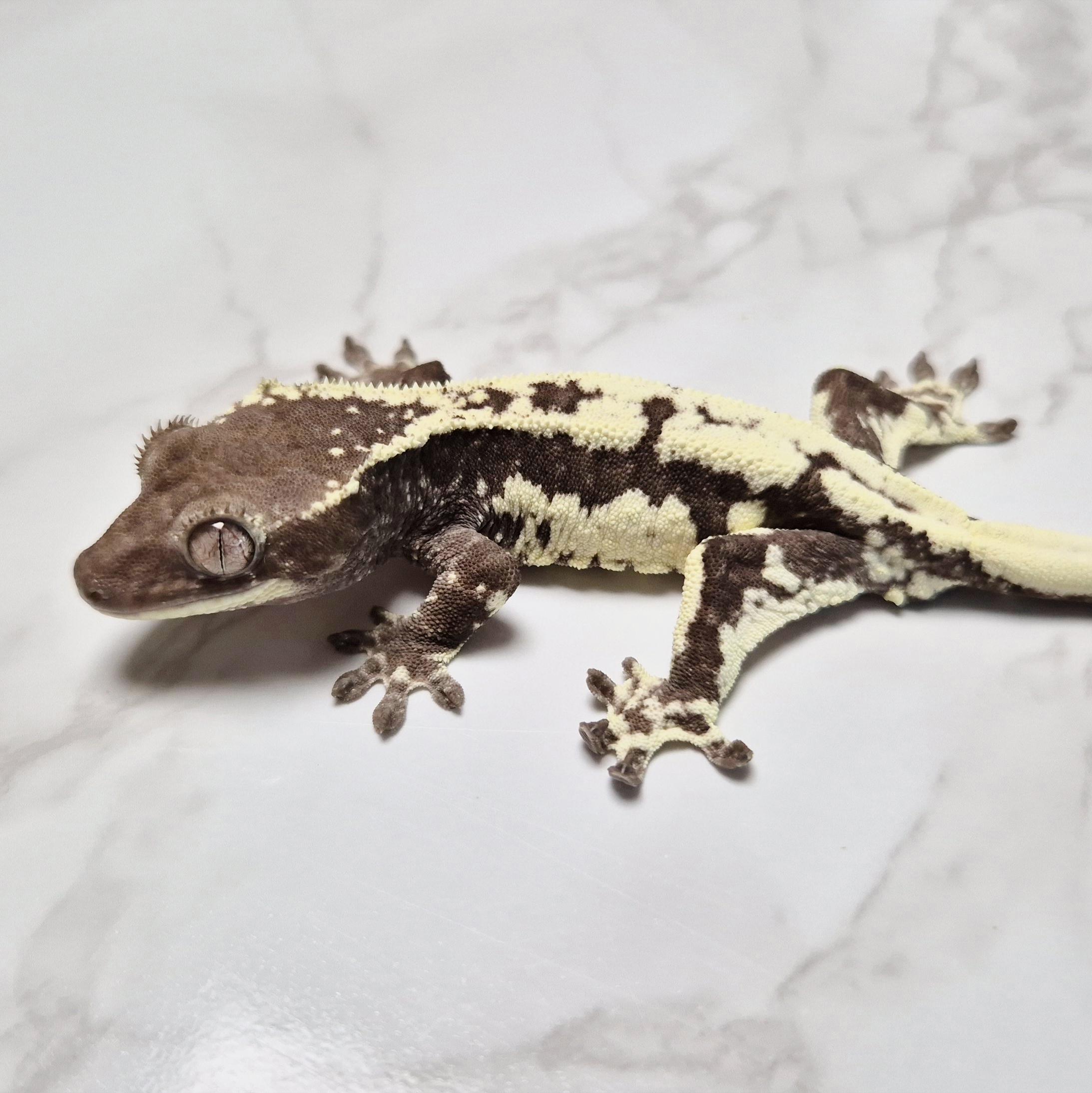 Axanthic Lilly Axanthic Frappuccino