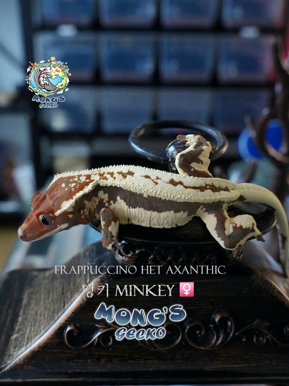 Frappuccino 100% Het Axanthic