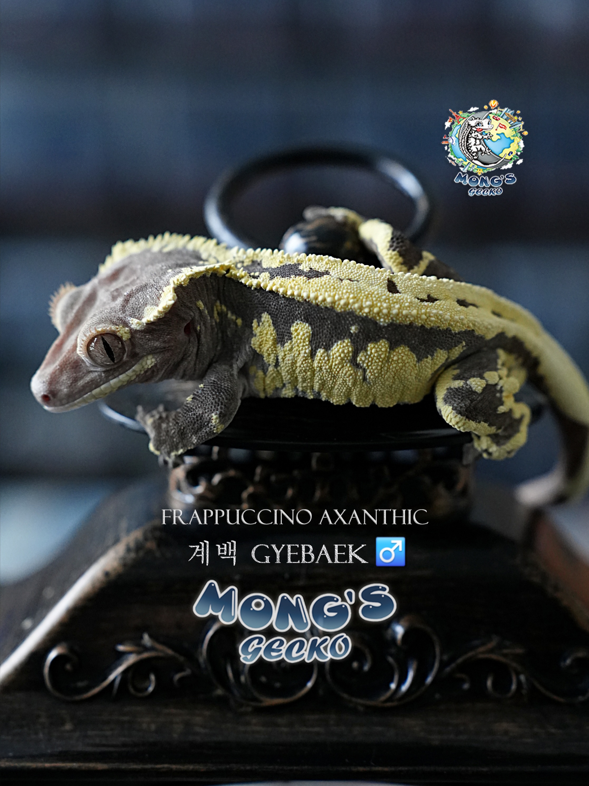 Frappuccino Axanthic