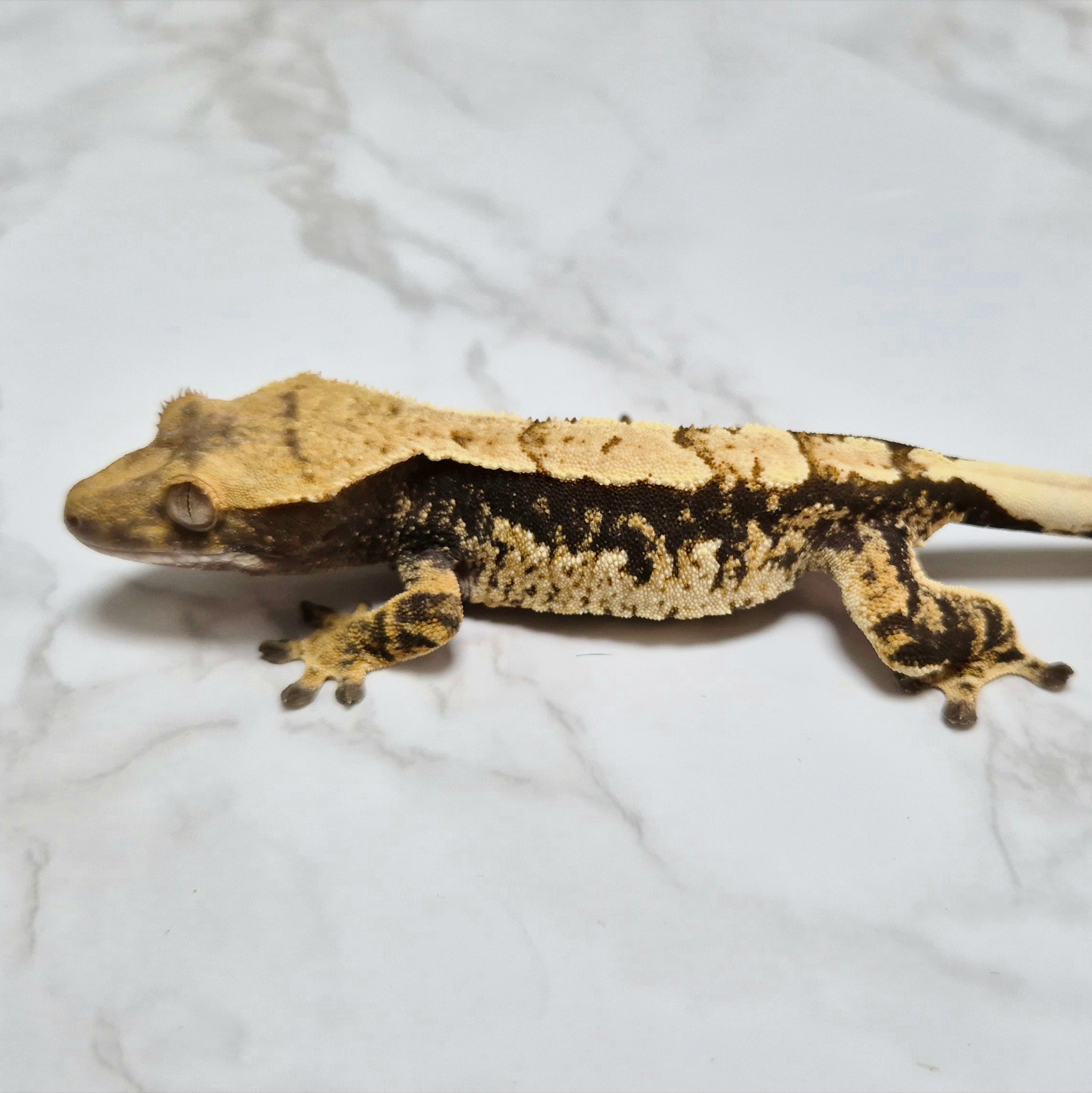 Extreme Harlequin Tri