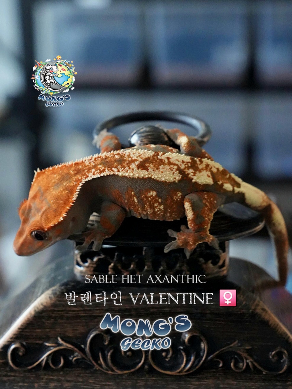 Sable 100% Het Axanthic