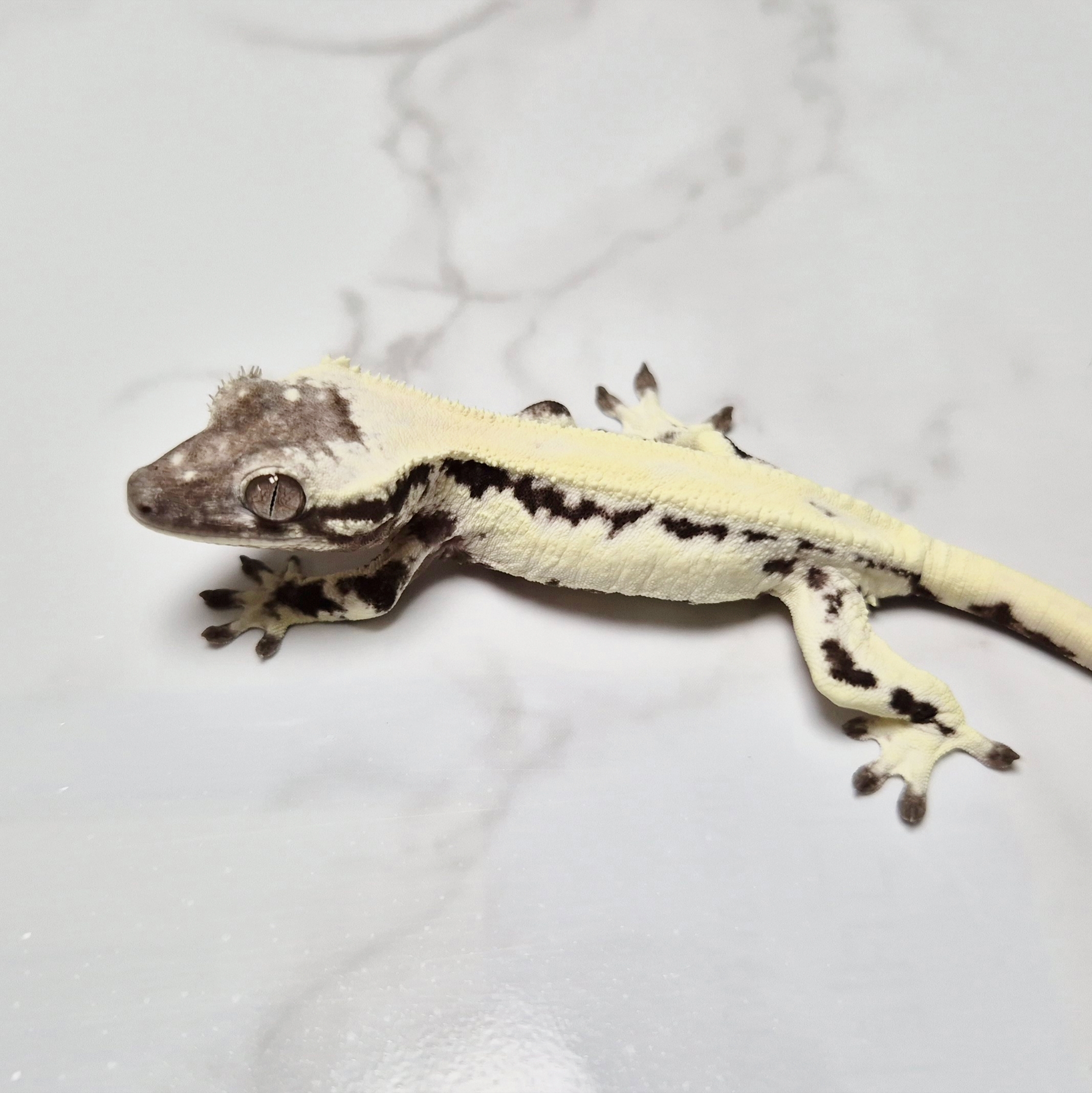 Sable LW Sable Lilly Axanthic Axanthic