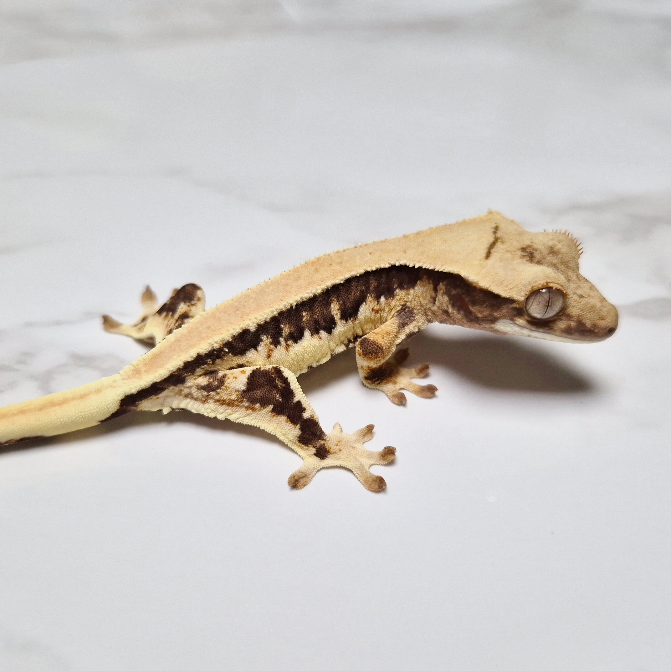 Lilly 100% Het Axanthic