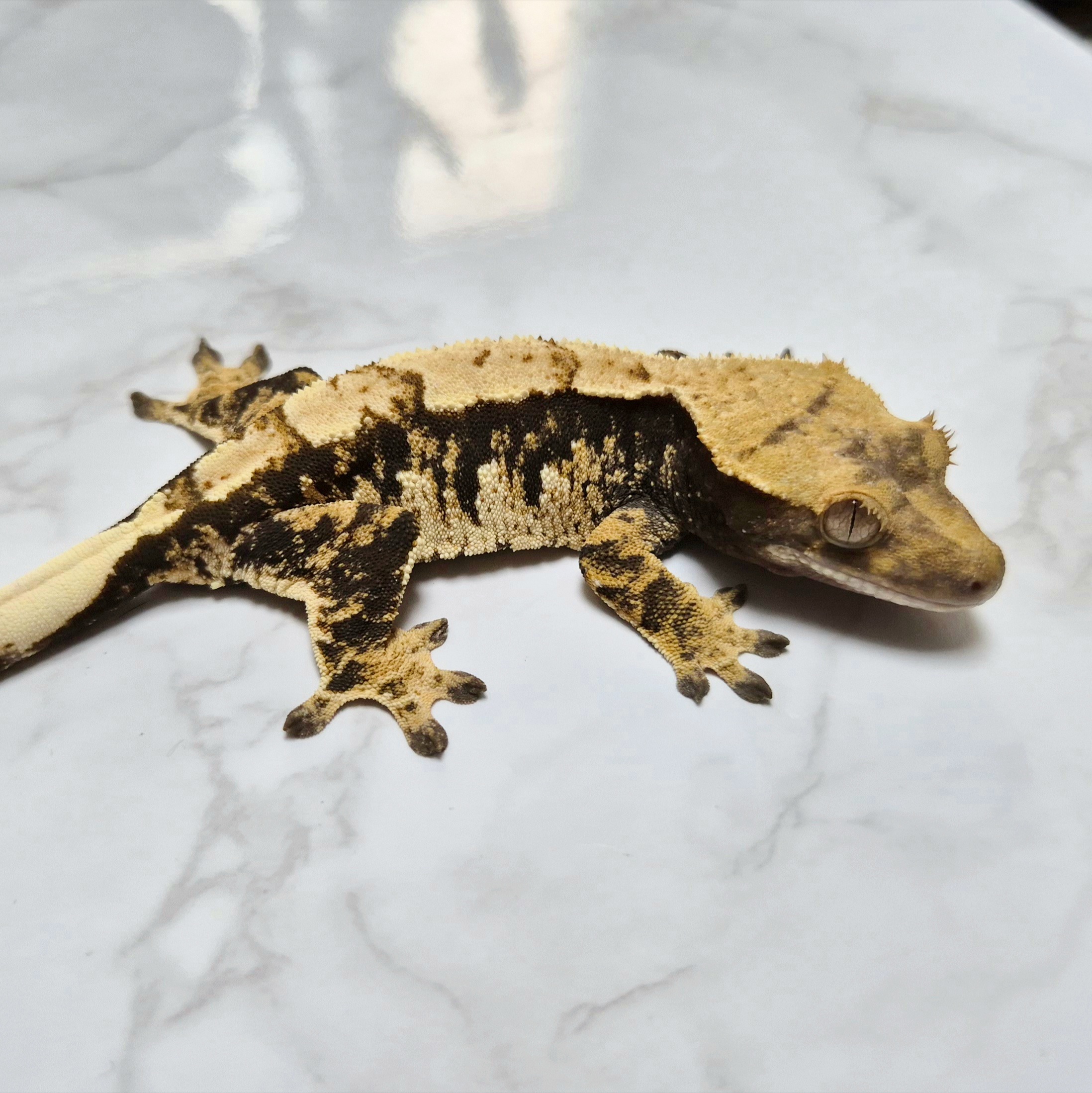 Extreme Harlequin Tri