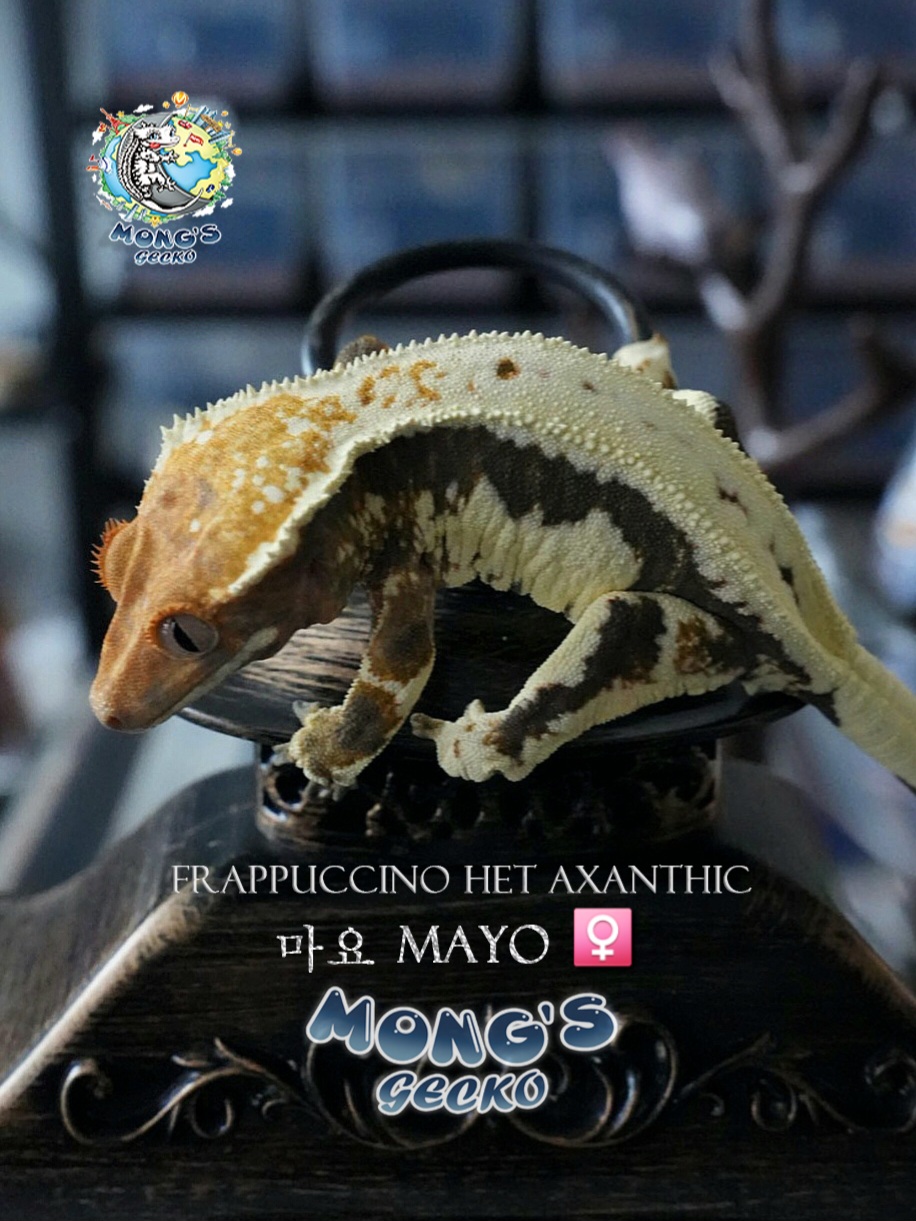 Frappuccino 100% Het Axanthic