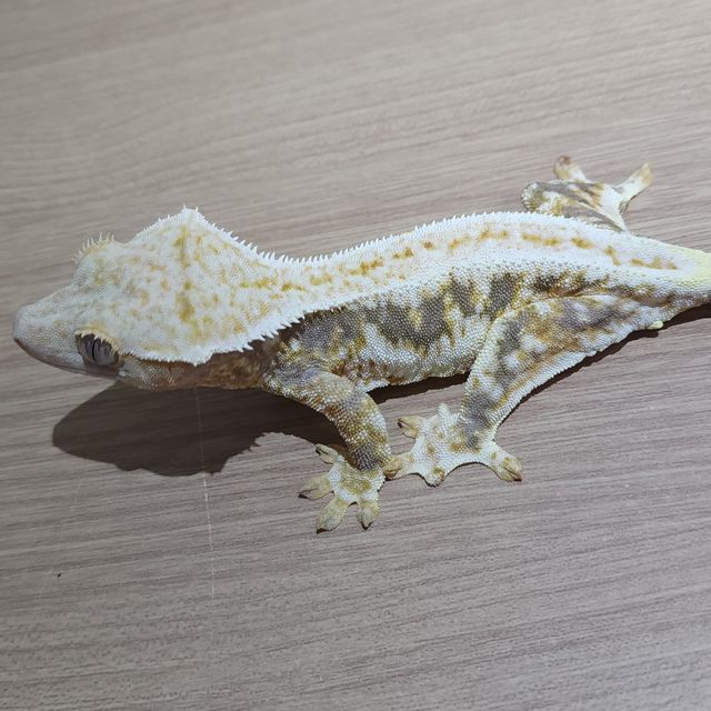 Lilly 100% Het Axanthic