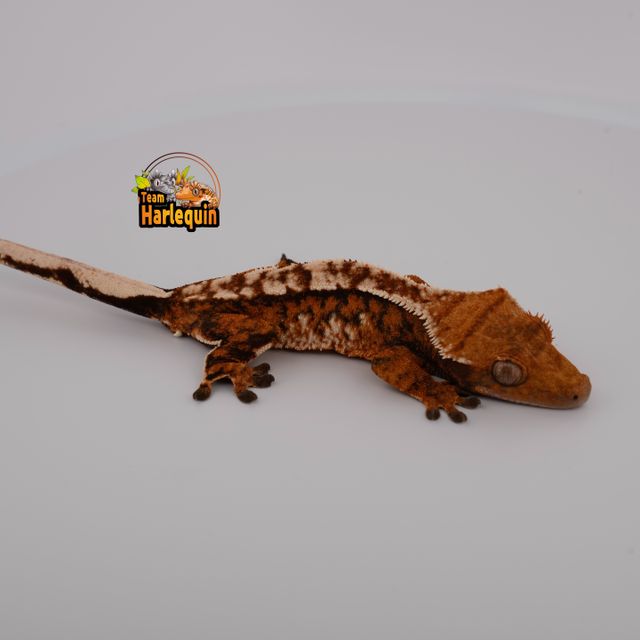 Tangerine Tri Extreme Harlequin White Pin