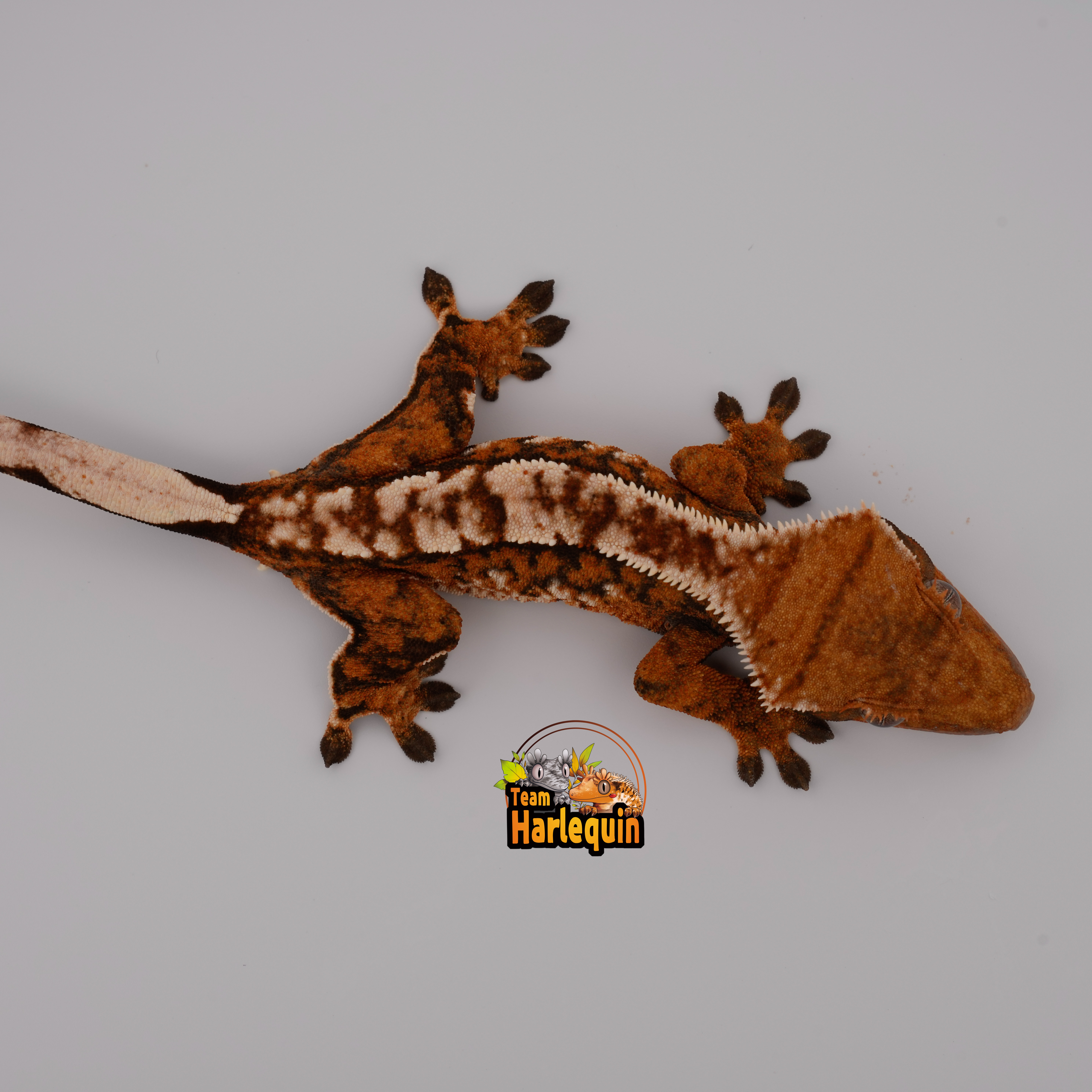 Tangerine Tri Extreme Harlequin White Pin