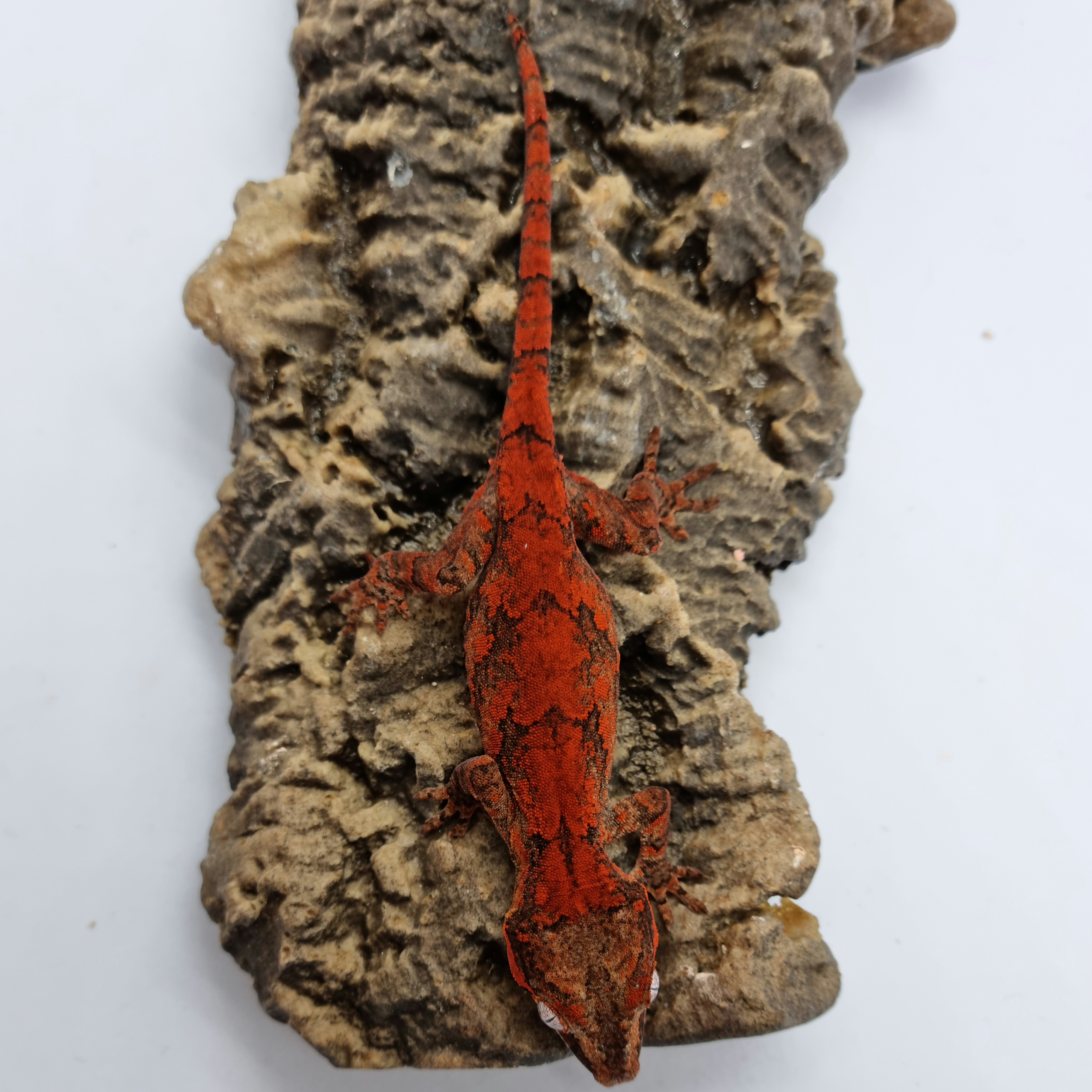 Blotched Skeleton Red