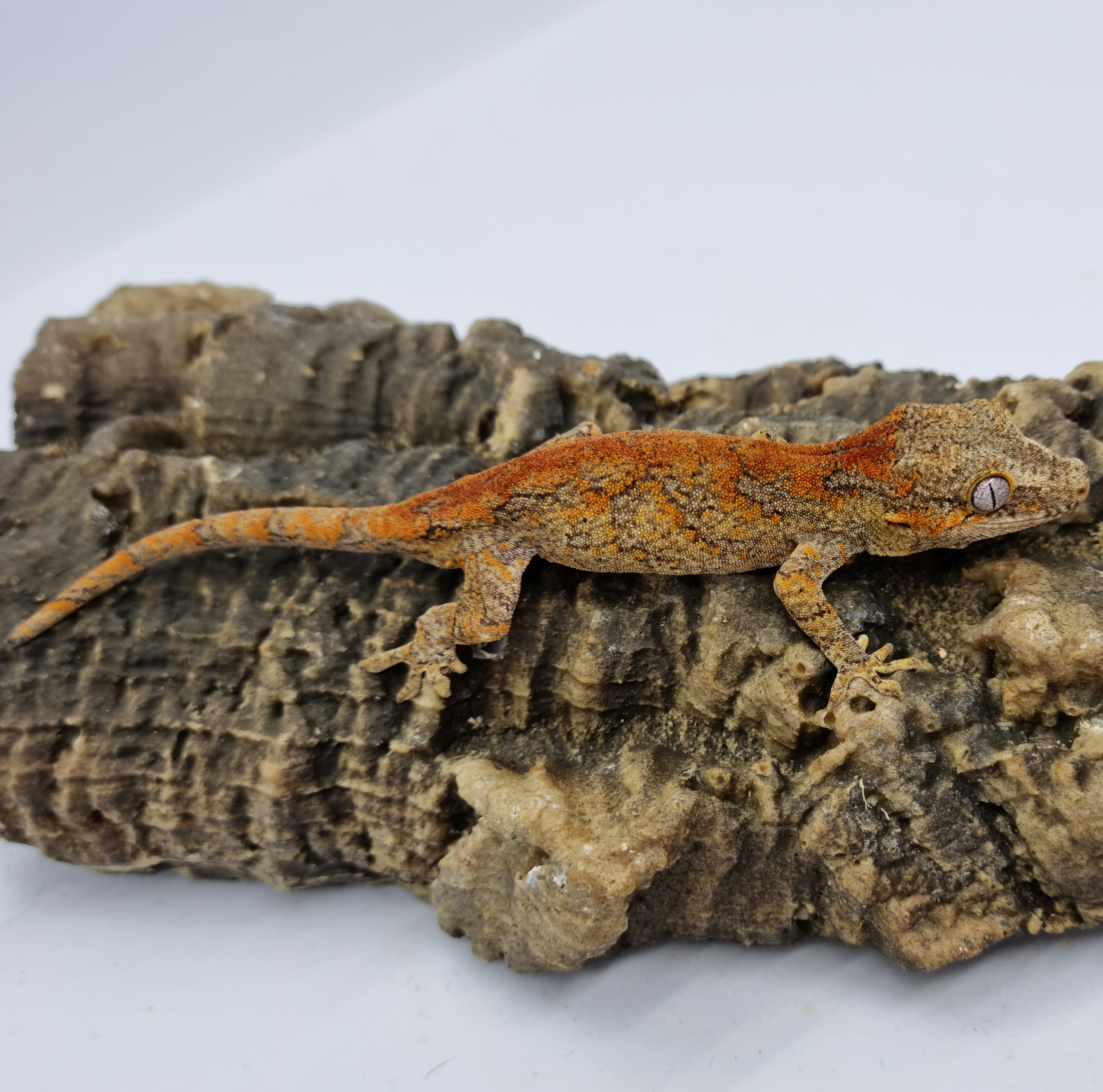 Skeleton Bacon Red Blotched