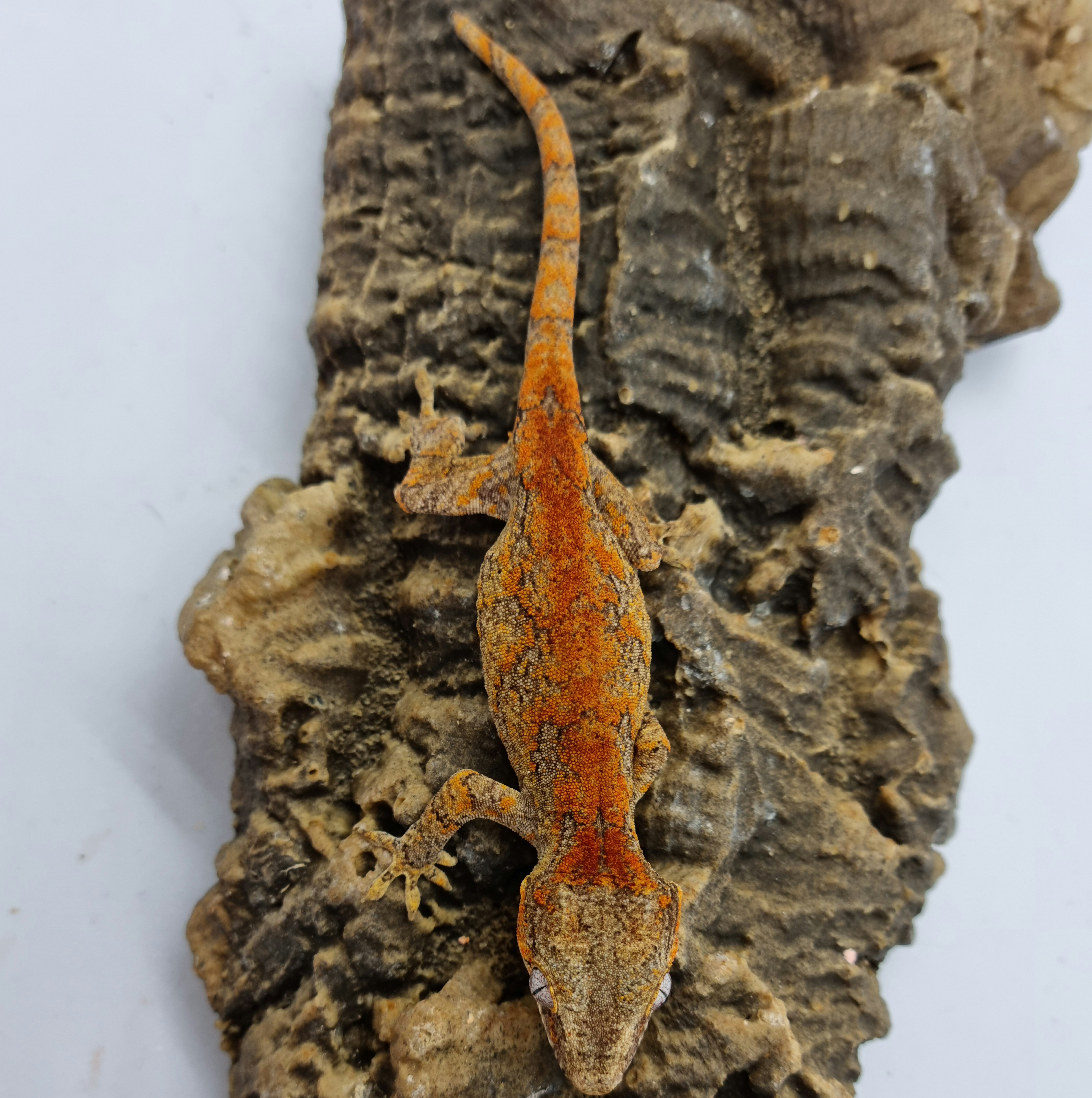 Skeleton Bacon Red Blotched