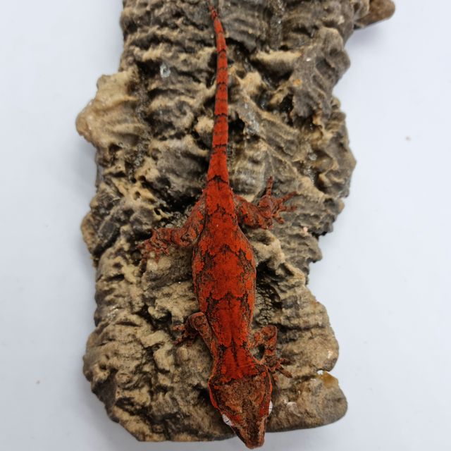 Blotched Skeleton Red