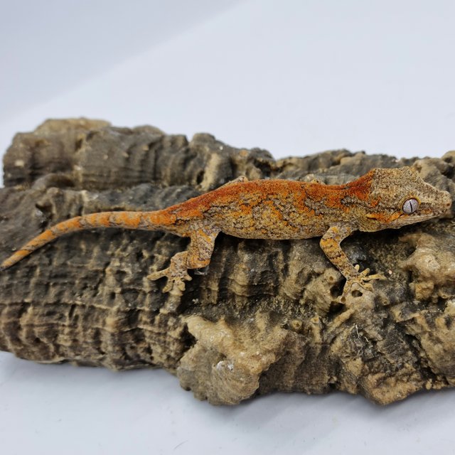 Skeleton Bacon Red Blotched