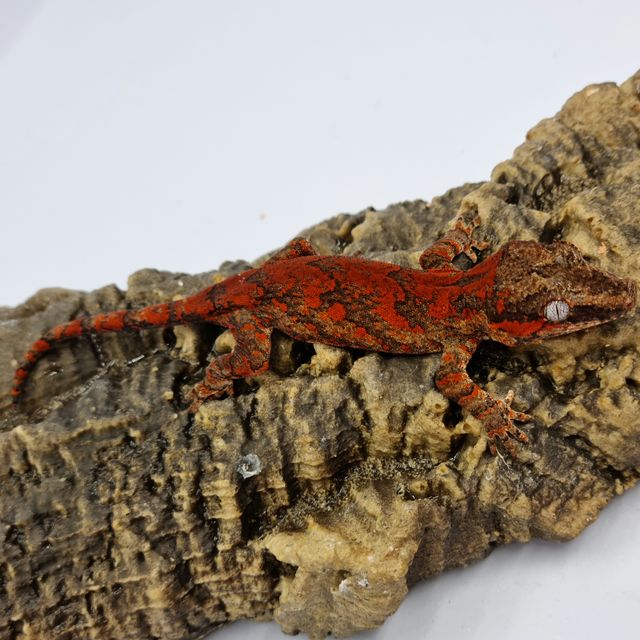 Skeleton Blotched Red