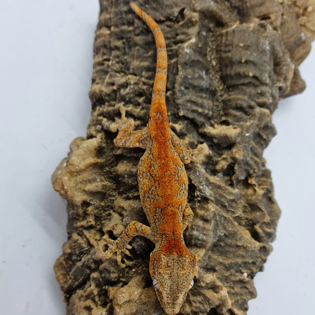 Skeleton Bacon Red Blotched