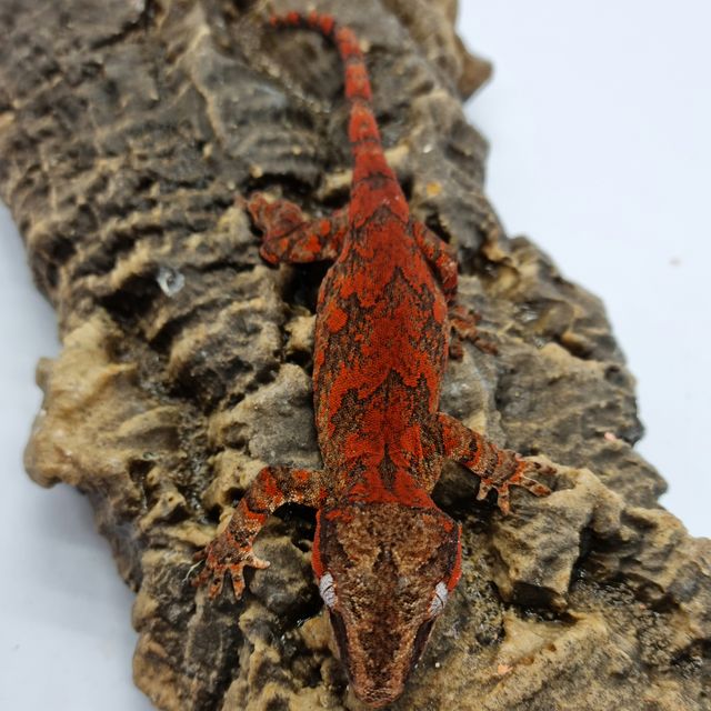 Skeleton Blotched Red