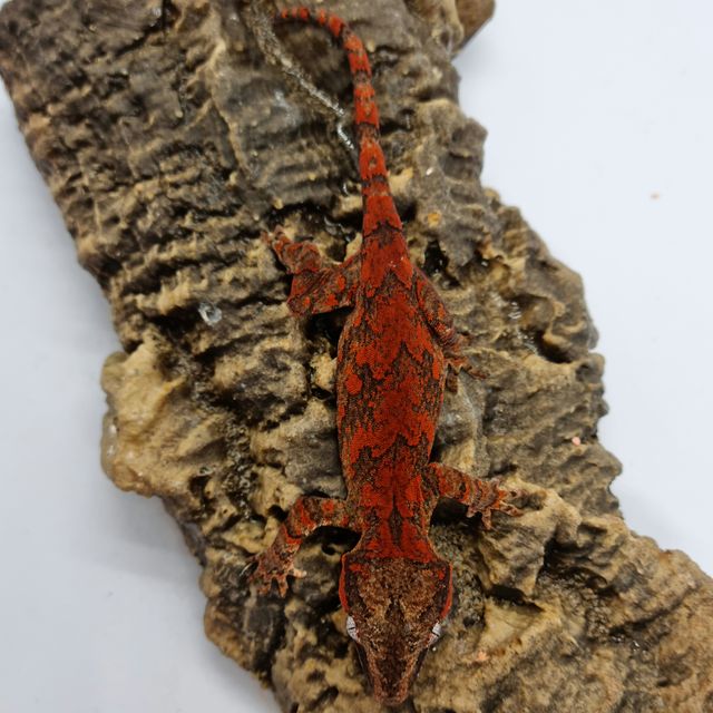 Skeleton Blotched Red