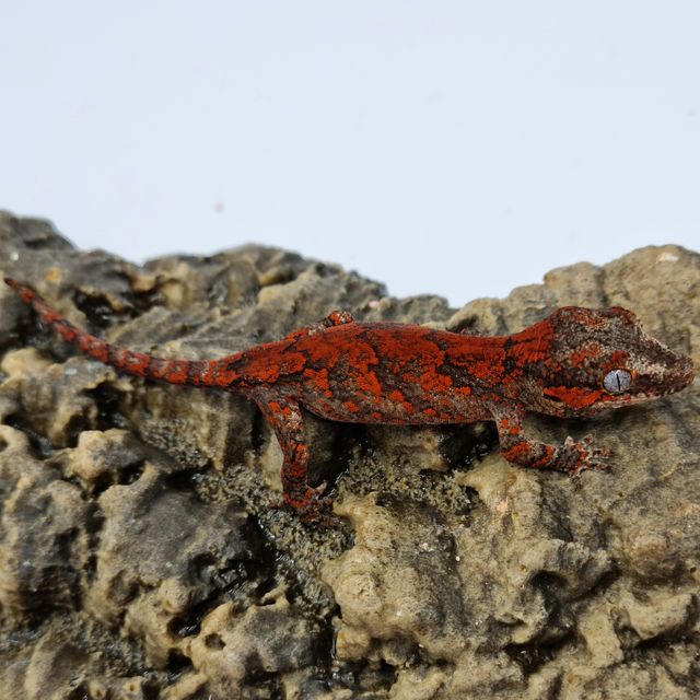 Red Blotched Skeleton