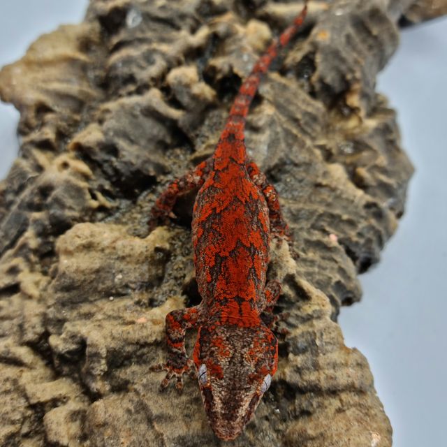 Red Blotched Skeleton